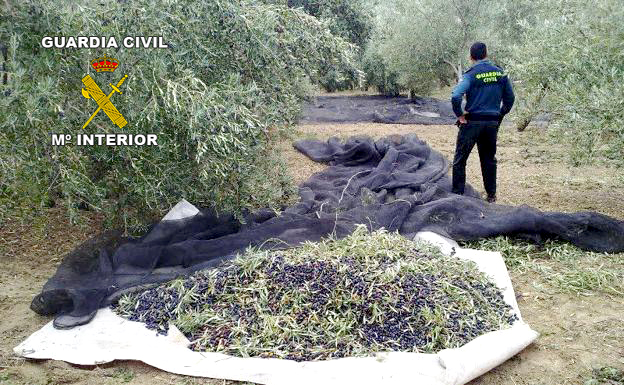 La Guardia Civil imparte este viernes una charla informativa para olivicultores